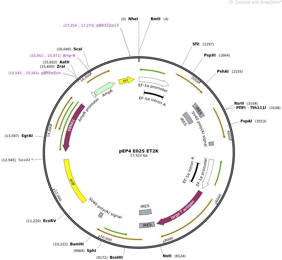 pEP4 E02S ET2K质粒图谱
